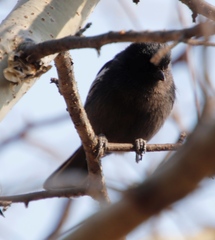 Melaniparus niger xanthostomus