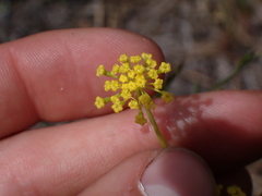 Lomatium