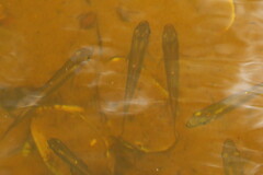 Fundulus seminolis
