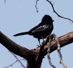 Melaniparus niger xanthostomus