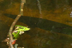 Lepisosteus platyrhincus