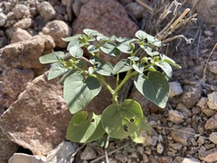 Physalis crassifolia