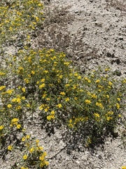 Pectis papposa papposa