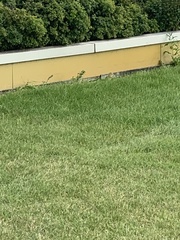 Urocitellus richardsonii