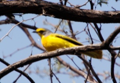 Telophorus sulfureopectus