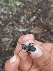 Acanthoderes funeraria