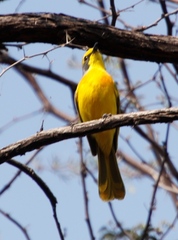 Telophorus sulfureopectus