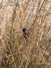 Tragidion coquus