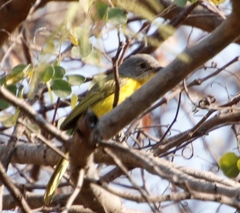 Telophorus sulfureopectus