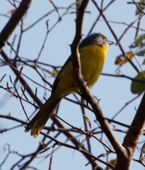 Telophorus sulfureopectus