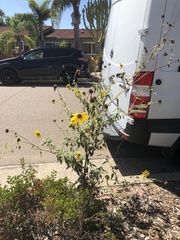 Helianthus californicus