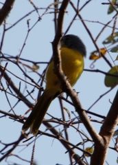 Telophorus sulfureopectus