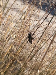 Tragidion coquus
