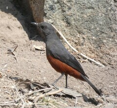 Thamnolaea cinnamomeiventris