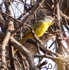 Telophorus sulfureopectus