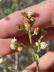 Baccharis sarothroides