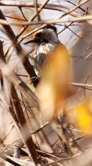 Chloropicus fuscescens