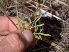 Lomatium