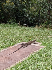 Varanus varius