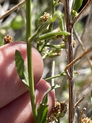 Baccharis sarothroides
