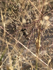 Tragidion coquus