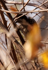 Chloropicus fuscescens