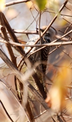 Chloropicus fuscescens