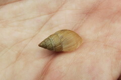 Bulimulus bonariensis