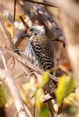 Chloropicus fuscescens