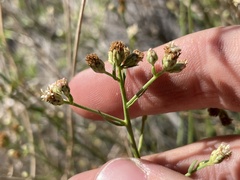 Baccharis sarothroides