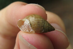 Bulimulus bonariensis