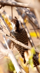 Chloropicus fuscescens