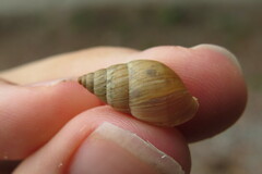 Bulimulus bonariensis