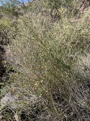 Baccharis sarothroides