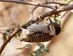 Chloropicus fuscescens