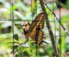 Heraclides cresphontes