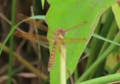 Perithemis tenera