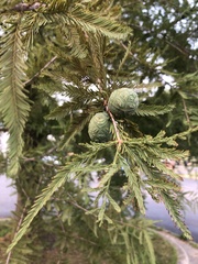 Taxodium