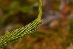 Lycopodium clavatum