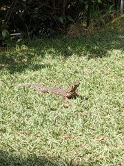 Varanus varius