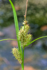Carex vesicaria