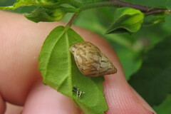 Bulimulus