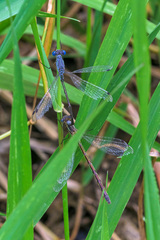 Lestes unguiculatus
