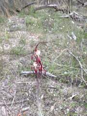 Caladenia chapmanii