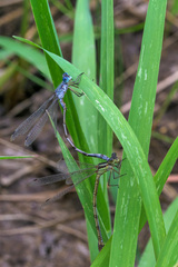 Lestes unguiculatus