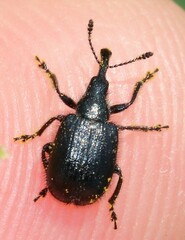 Haplorhynchites aeneus