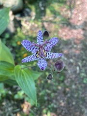 Tricyrtis hirta