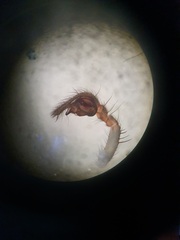 Inermocoelotes inermis