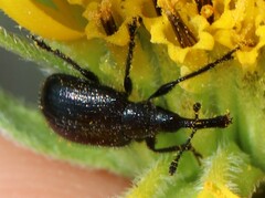 Haplorhynchites aeneus