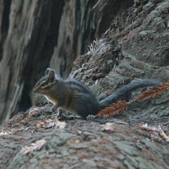Neotamias ochrogenys